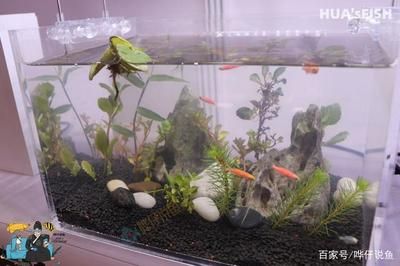 魚缸水發(fā)白怎么處理：換完水后魚缸水發(fā)白是一種常見現(xiàn)象***處理方法