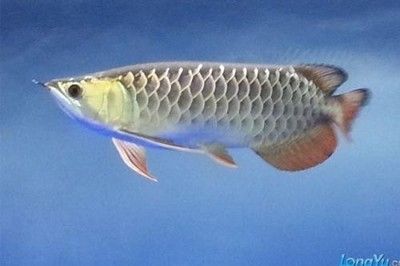 金龍魚的學(xué)名較長被稱為美麗硬仆骨舌魚（scleropagesformosus）：金龍魚的學(xué)名很長嗎？ 龍魚百科