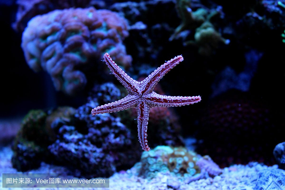 紅海魚缸養(yǎng)魚指南：紅海魚缸養(yǎng)魚指南：紅海魚缸養(yǎng)魚指南：根據(jù)搜索結果整理的紅海魚缸養(yǎng)魚指南 魚缸百科 第1張