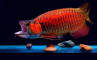 紅龍魚疾病及處理方法：紅龍魚生病了怎么辦紅龍魚生病了怎么處理 龍魚百科 第3張