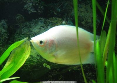 常見的淡水觀賞魚類及其特點，金魚生命力強，適合初學(xué)者養(yǎng)殖：常見淡水觀賞魚類及其特點 龍魚百科 第2張