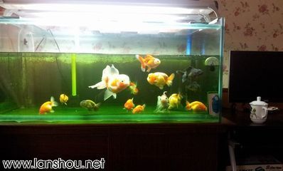 黑魚的飼養(yǎng)方法：黑魚在魚缸中的飼養(yǎng)技巧 魚缸百科 第1張