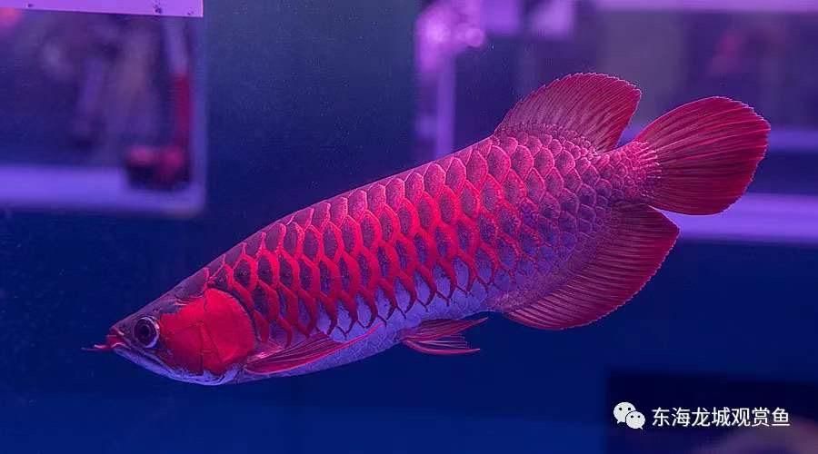 二號(hào)紅龍魚是什么龍魚：二號(hào)紅龍魚是一種色彩鮮艷、原產(chǎn)于印度尼西亞淡水觀賞魚 龍魚百科 第3張