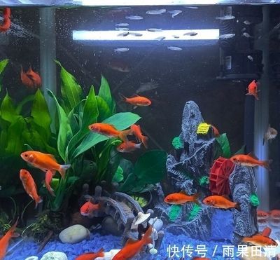 魚缸水渾濁怎么辦？：如何預防魚缸水渾濁 魚缸百科 第2張