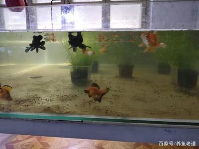 魚缸水渾濁怎么辦？：如何預防魚缸水渾濁 魚缸百科 第3張