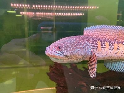 鬼王雷龍魚缸大小的飼養(yǎng)技巧想要養(yǎng)好鬼王雷龍魚的飼養(yǎng)技巧：雷龍魚的飼養(yǎng)技巧