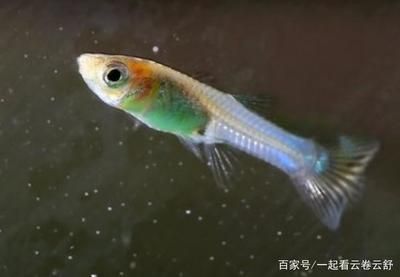 養(yǎng)鳳尾魚的最佳水溫是22.2℃至27.2℃至27.[需手動(dòng)填充]：關(guān)于鳳尾魚的魚缸溫度的詳細(xì)信息