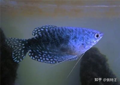 燈光對(duì)龍魚(yú)的生長(zhǎng)和健康有著重要的影響：養(yǎng)龍魚(yú)的燈24小時(shí)開(kāi)好不好？ 龍魚(yú)百科 第2張