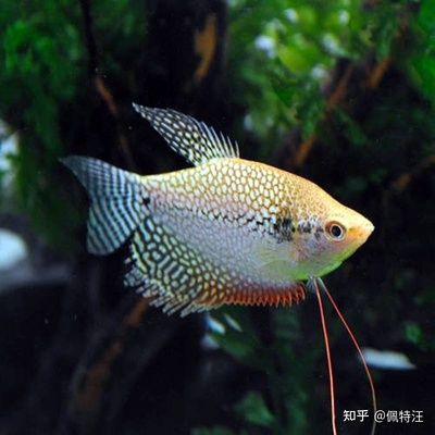 燈光對(duì)龍魚(yú)的生長(zhǎng)和健康有著重要的影響：養(yǎng)龍魚(yú)的燈24小時(shí)開(kāi)好不好？ 龍魚(yú)百科 第1張