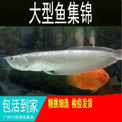 廣州花鳥魚蟲市場購買魚缸及養(yǎng)殖技巧養(yǎng)殖技巧養(yǎng)殖技巧：廣州花鳥魚蟲市場怎么樣 魚缸百科 第4張