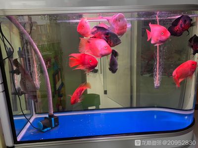 紅龍魚(yú)的正確飼養(yǎng)方法：紅龍成年魚(yú)的飼養(yǎng)方法