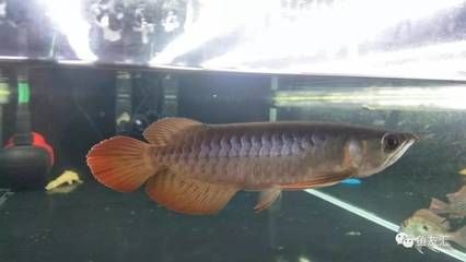 紅龍魚(yú)的正確飼養(yǎng)方法：紅龍成年魚(yú)的飼養(yǎng)方法