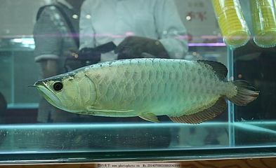 選擇點(diǎn)金龍魚還是銀龍魚，點(diǎn)金龍魚和銀龍哪個(gè)好養(yǎng)殖：點(diǎn)金龍魚和銀龍魚哪個(gè)好