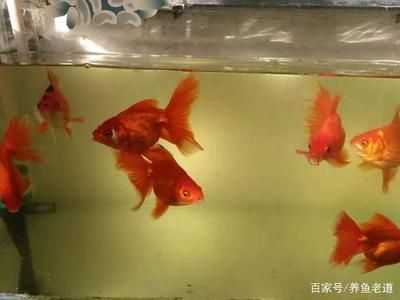 觀(guān)賞魚(yú)缸水質(zhì)發(fā)黃但清澈是正常的嗎？：觀(guān)賞魚(yú)缸水質(zhì)發(fā)黃但清澈可能有多種原因有些是正常的