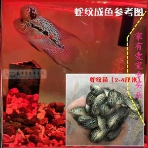 淡水魚魚缸混養(yǎng)的基本原則：淡水魚魚缸混養(yǎng)的基本原則：淡水魚混養(yǎng)的基本原則