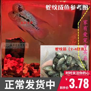 淡水魚魚缸混養(yǎng)的基本原則：淡水魚魚缸混養(yǎng)的基本原則：淡水魚混養(yǎng)的基本原則