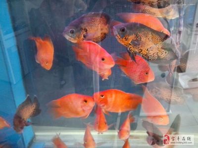 滑縣道口天王水族魚(yú)缸店在哪里找到賣(mài)家？：滑縣道口天王水族魚(yú)缸店 魚(yú)缸百科 第1張