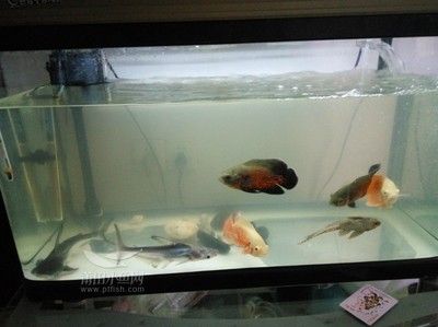 地圖魚的飼養(yǎng)技巧：地圖魚在魚缸上健康護(hù)理觀賞魚的健康護(hù)理觀賞魚的原因 魚缸百科 第1張