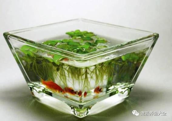 魚缸水質(zhì)管理的重要性魚缸水質(zhì)管理的重要性魚缸水質(zhì)管理：如何有效地去除魚缸水垢？ 魚缸百科 第4張