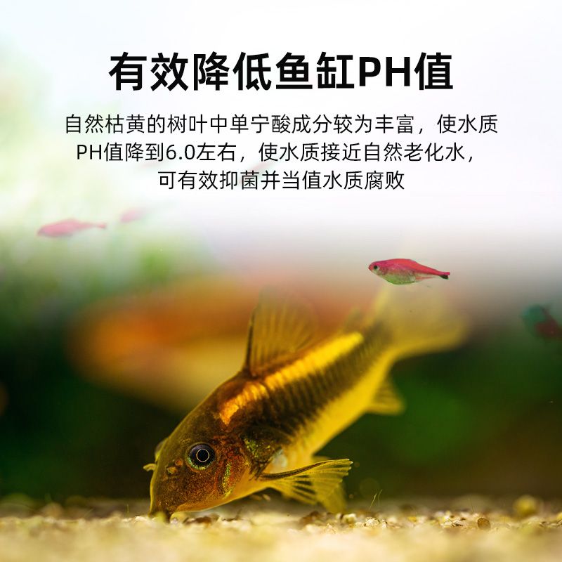 黑水魚缸造景的基本流程和要求：黑水魚缸生態(tài)揭秘黑水魚缸的養(yǎng)護(hù)秘籍水草缸的養(yǎng)護(hù)秘籍 魚缸百科 第1張