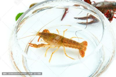 龍魚可以吃青蝦，但在喂食過程中需要注意青蝦的頻率：龍魚可以吃青蝦