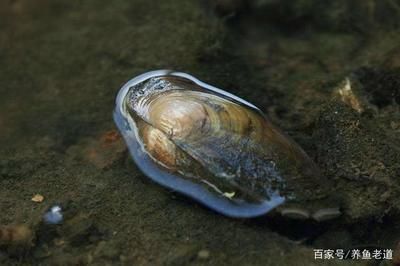 河蚌養(yǎng)在魚(yú)缸里有利有弊？如何科學(xué)養(yǎng)河蚌？：河蚌養(yǎng)在魚(yú)缸里既有好處也有壞處如何科學(xué)養(yǎng)河蚌飼養(yǎng)技巧 魚(yú)缸百科 第1張