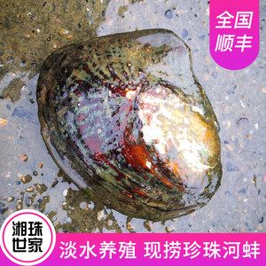 河蚌的養(yǎng)殖方法和技術(shù)：河蚌可以在魚(yú)缸里養(yǎng)活，但需要注意事項(xiàng)以確保其健康生長(zhǎng) 魚(yú)缸百科 第1張