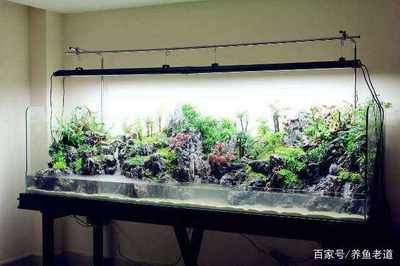 給魚缸加鹽時應該將鹽溶解于水中，而不是直接加到魚缸或過濾系統(tǒng)中：科學養(yǎng)魚的誤區(qū) 魚缸百科 第3張