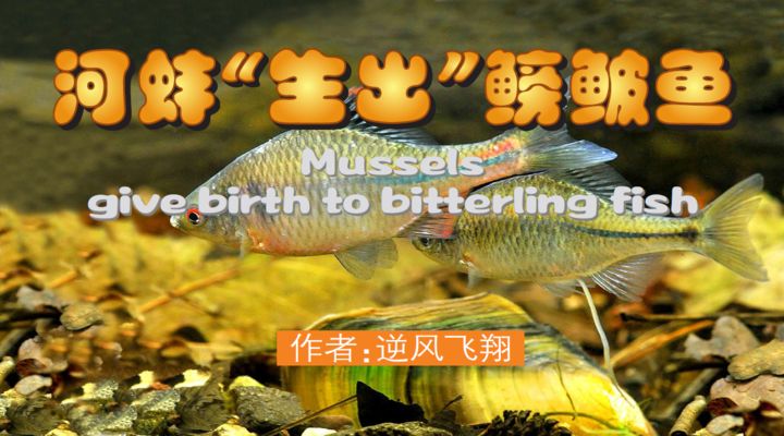 河蚌放入魚(yú)缸中養(yǎng)可能會(huì)影響?hù)~(yú)缸中水質(zhì)的穩(wěn)定和魚(yú)類(lèi)的健康：將河蚌放入魚(yú)缸中養(yǎng)會(huì)導(dǎo)致魚(yú)的數(shù)量減少嗎？ 魚(yú)缸百科 第2張