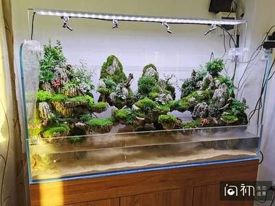 廣州魚缸造景展會的信息：“廣州魚缸造景展會”的信息可能會涉及到魚缸造景的相關活動 魚缸百科 第2張