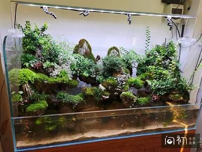 廣州魚缸造景展會的信息：“廣州魚缸造景展會”的信息可能會涉及到魚缸造景的相關活動 魚缸百科 第1張