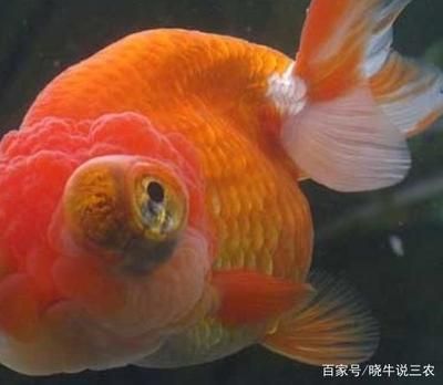 魚(yú)缸擺放風(fēng)水講究：紅色魚(yú)缸擺放風(fēng)水講究主要考慮到顏色、形狀、形狀、形狀、擺放位置 魚(yú)缸百科 第2張