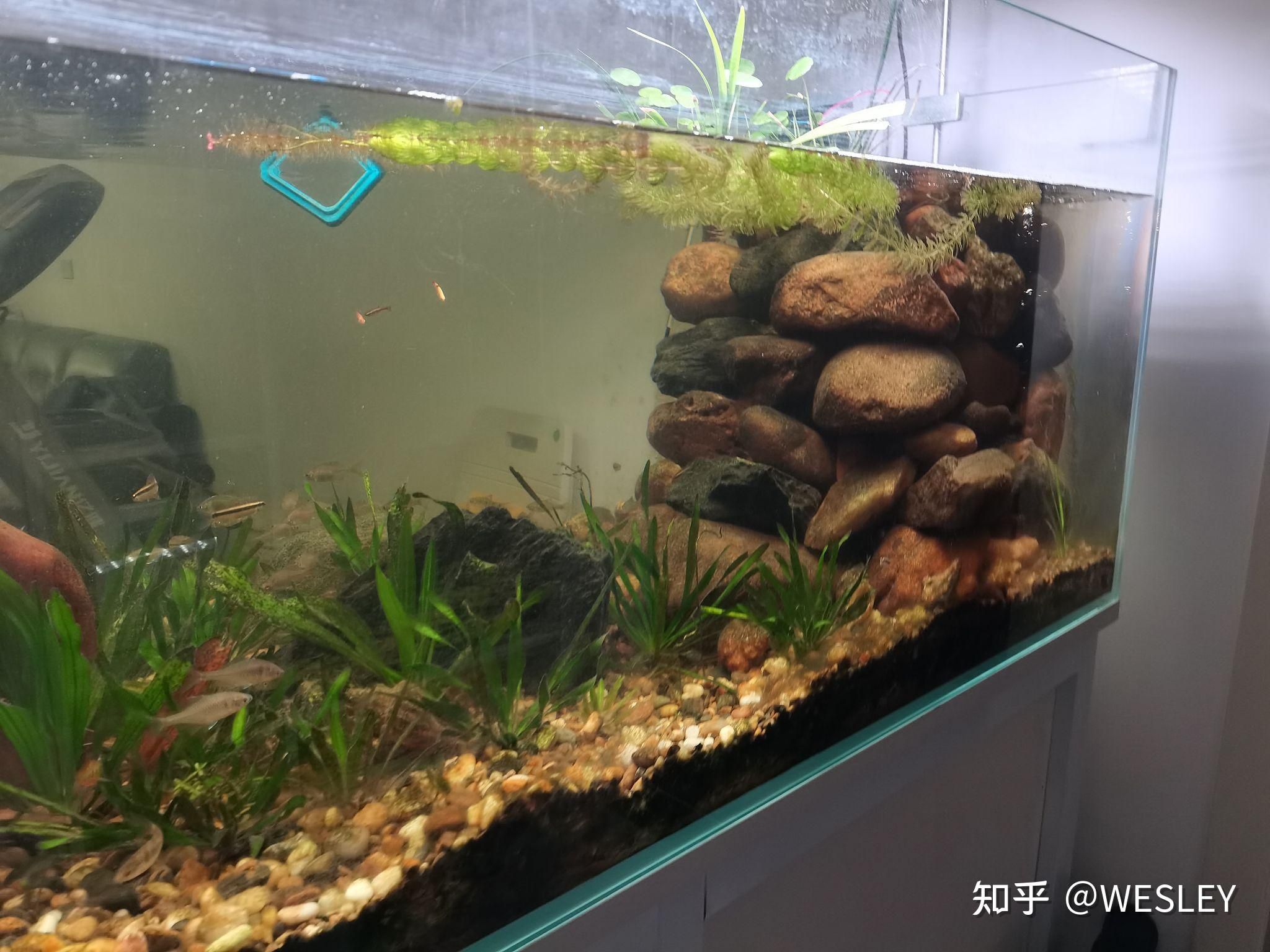 魚缸水霧蒙蒙怎么辦：換水后魚缸水霧蒙蒙可能由以下幾個原因引起 魚缸百科 第1張