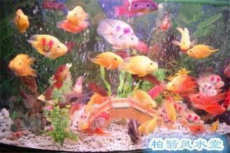 辦公室風(fēng)水魚缸的布局指南辦公室風(fēng)水魚缸的布局：養(yǎng)幾條風(fēng)水魚缸好 魚缸百科 第2張