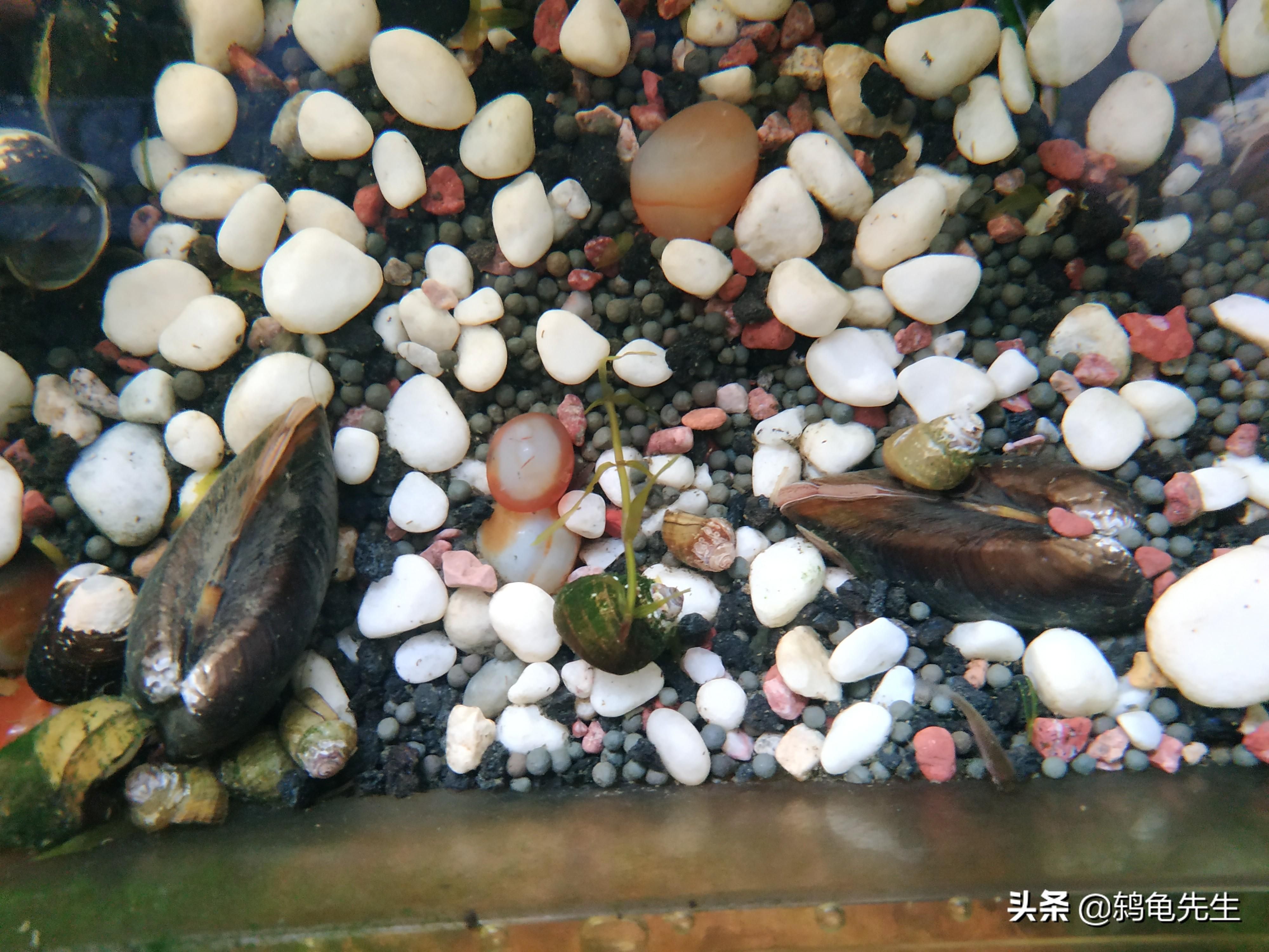 魚缸養(yǎng)河蚌需要注意的事項：河蚌養(yǎng)殖與育珠技術(shù)