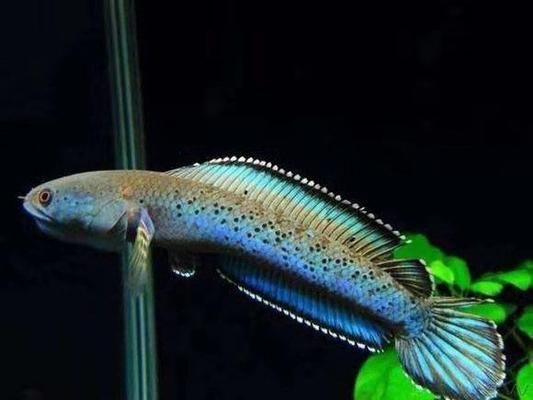 狗頭魚(yú)魚(yú)缸底色和背景顏色選擇：狗頭魚(yú)的魚(yú)缸底色和背景顏色的選擇 魚(yú)缸百科 第1張