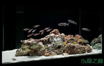 觀賞魚缸造景藝術(shù)演變水族箱造景藝術(shù)起源于人們對觀賞魚缸美化的需求：水族箱造景的藝術(shù)演變 魚缸百科 第2張