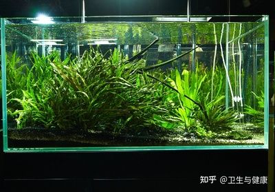 給魚缸消毒的時間取決于所使用的消毒方法和魚缸的具體情況：如何給魚缸消毒 魚缸百科 第3張