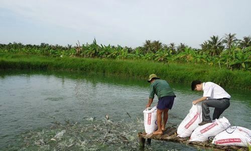 黑魚的生長潛力：黑魚養(yǎng)殖的經(jīng)濟(jì)效益 魚缸百科 第2張