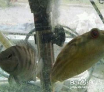 狗頭魚的飼養(yǎng)技巧：如何養(yǎng)出狀態(tài)的狗頭魚