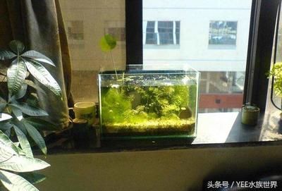 色彩斑斕的觀賞魚有哪些？：冷水觀賞魚，色彩繽紛的觀賞魚，色彩繽紛， 魚缸百科 第1張