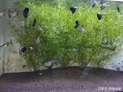 色彩斑斕的觀賞魚有哪些？：冷水觀賞魚，色彩繽紛的觀賞魚，色彩繽紛， 魚缸百科 第3張