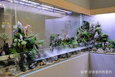 魚缸設(shè)計觀賞魚店魚缸材質(zhì)的科學(xué)選擇觀賞魚缸材質(zhì)的科學(xué)選擇：觀賞魚店魚缸的設(shè)計