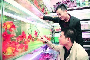 呼和浩特魚(yú)缸店：呼和浩特市魚(yú)缸店 魚(yú)缸百科