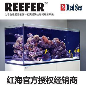 設(shè)計(jì)一個(gè)成功的海水魚缸需要考慮哪些方面：海水魚缸造景藝術(shù)海水魚缸造景藝術(shù)海水魚缸造景技巧 魚缸百科 第4張