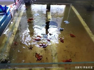 解決魚缸溢流問題的視頻教程：幾個與解決魚缸溢流問題相關的視頻教程：如何解決魚缸溢流問題 魚缸百科 第1張