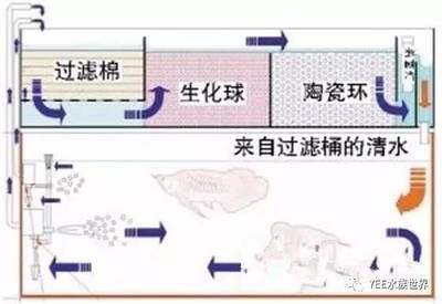 魚缸清潔周期規(guī)劃制定合理的魚缸清潔周期是合理的關(guān)鍵：底濾魚缸消毒方法