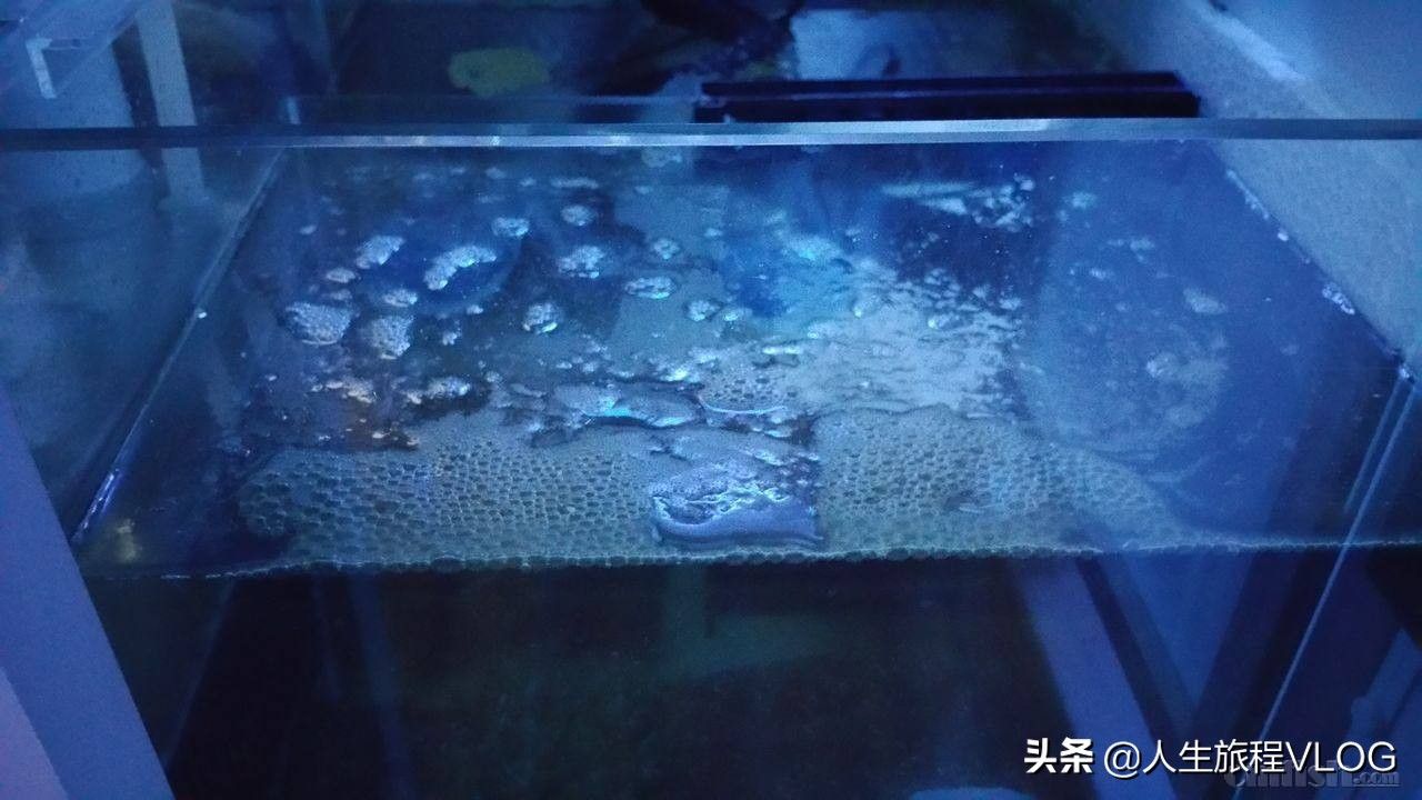 魚缸底材選擇指南：魚缸底材如何選擇 魚缸百科 第2張