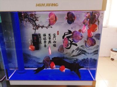 魚缸造景教程：風(fēng)景魚缸制作視頻教程，風(fēng)景魚缸制作視頻教程：風(fēng)景魚缸制作教程 魚缸百科