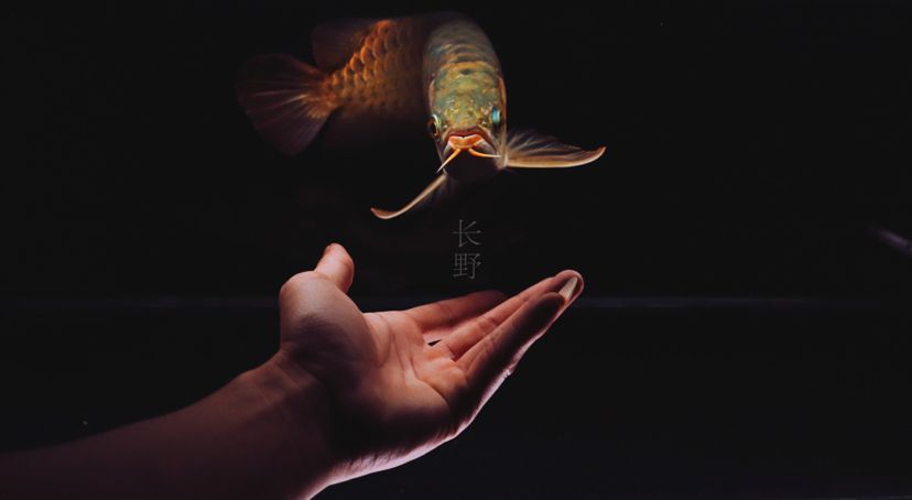 此魚(yú)后期有待培養(yǎng)還需要時(shí)間的歷練，祖哥評(píng)論：沒(méi)誰(shuí)啦拍的練過(guò)：此魚(yú)后期有待培養(yǎng)還需要時(shí)間的歷練 觀賞魚(yú)論壇 第1張